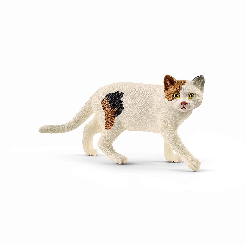 Chat American Shorthair
