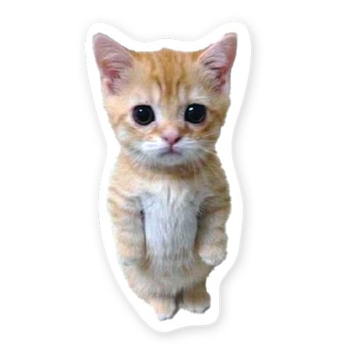 StickerYou: Chaton