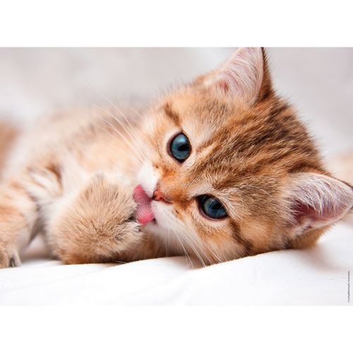 Casse-tête 500 La toilette du chat