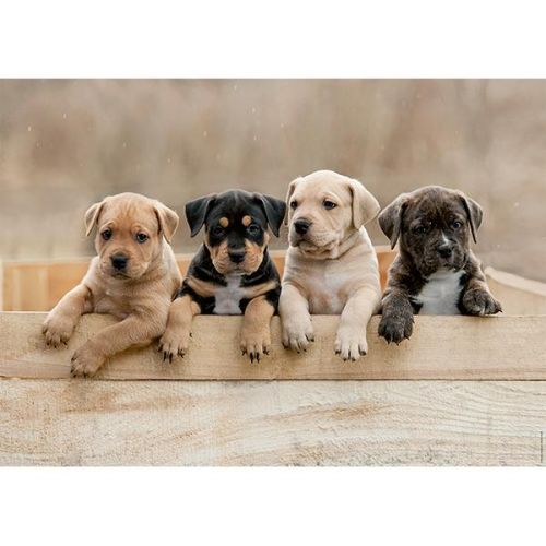 Casse-tête 1000 American Staffordshire Terriers