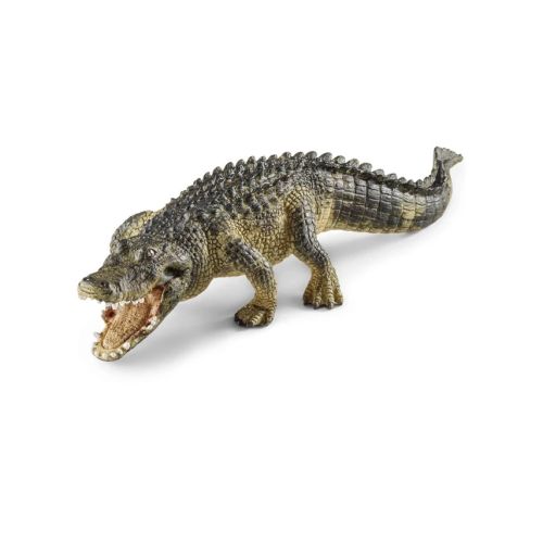 Alligator
