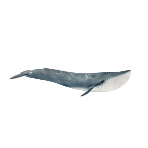 Baleine bleue