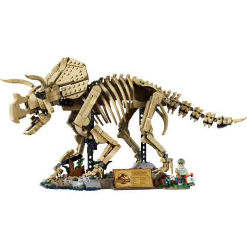 Les fossiles de dinosaures : le tricératops