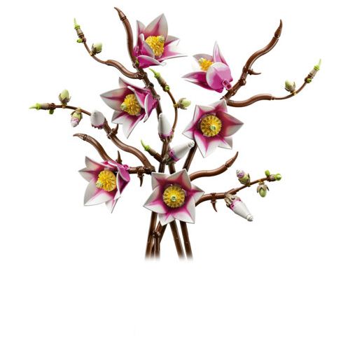 Les branches de magnolia