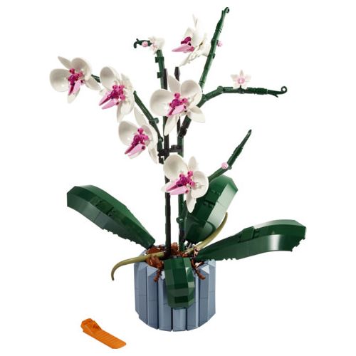 L’orchidée