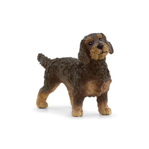 Chien teckel a poil dur