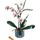 L’orchidée